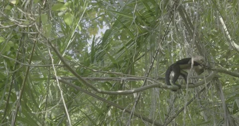 Monkey walking on branch Stock Footage 235204790