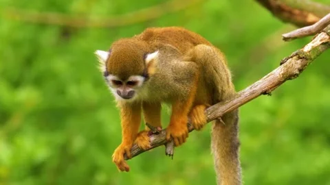 Monkey Walking on Branch Stock Footage 323141054