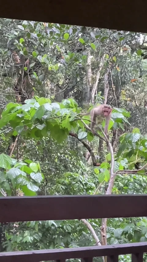 A monkey walking on the branch of a tree to come the balcony of a tree hous.. Stock Footage 338166544