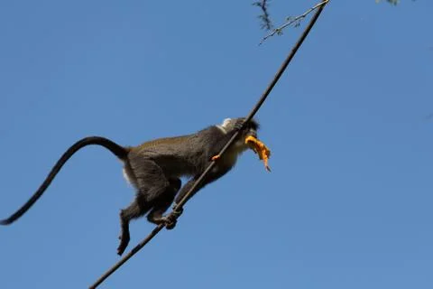 Monkey walking on a cable Stock Photos