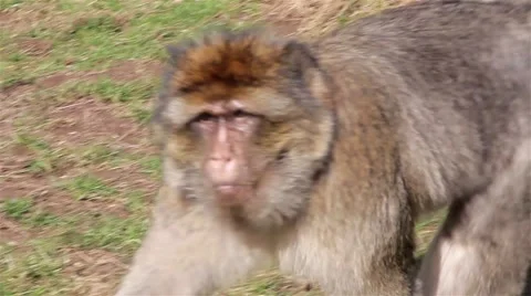 Monkey Walking Close Up - Barbary Macaques of Algeria &amp; Morocco 動画素材 48997456