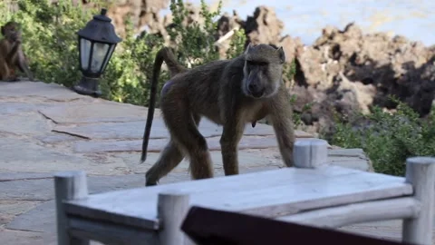 Monkey Walking At the Coast Stock Footage 170193681