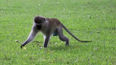 Monkey walking &amp; eating Stock Footage 156625302