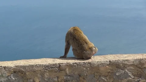Monkey walking on the edge of ruins with the sea in background Stock Footage 266285286