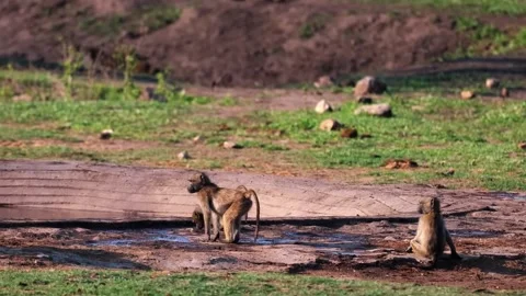Monkey Walking on Fallen Tree Trunk in Nature Stock Footage 328957595