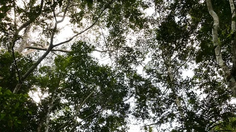 Monkey walking far up large tree's canopy in Panama forest Stock Footage 123620283