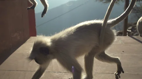 Monkey walking Stock Footage 111790190