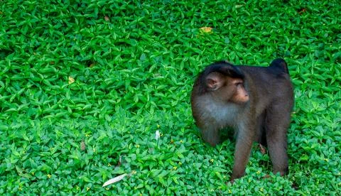 A monkey is walking in the grass Foto stock