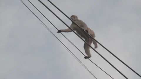 Monkey walking on lines, India Stock Footage 49886945