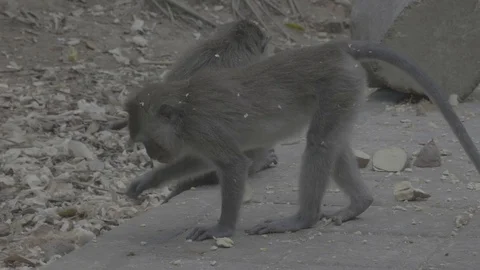 Monkey walking in monkey forest, Bali Stock Footage 129077939