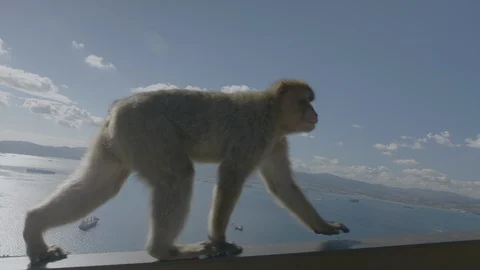 Monkey is walking over a handrail in front of the amaying view of Vídeo Stock 100744452