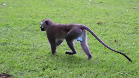 Monkey walking in a park Stock Footage 156625291