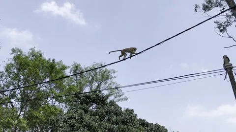 Monkey Walking on Power Lines Above Trees in Sri Lanka Video stock 331660862