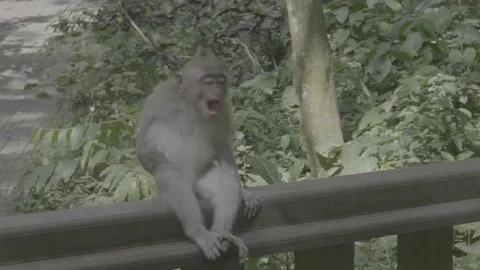 Monkey walking on a railing, Bali Stock Footage 129077925