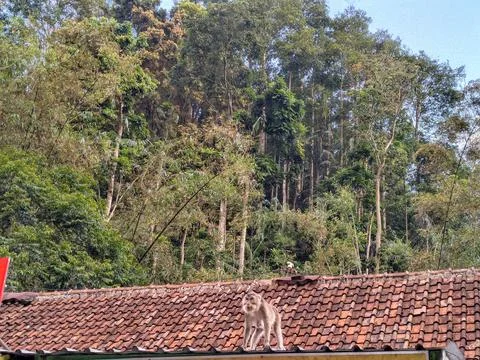 Monkey Walking on Red Clay Tile Roof Near Tropical Jungle Stock Photos