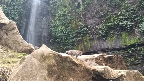Monkey walking on rocks at waterfall in the middle of the forest 스톡 동영상 294273702