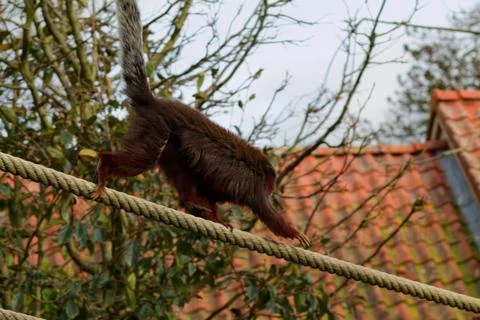 Monkey Walking on a Rope in Nature Stock Photos