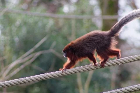 Monkey Walking on a Rope Stock Photos