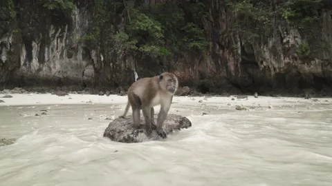 Monkey walking to sit on reef rock against by water sea on the sand beach Stock Footage 153509035