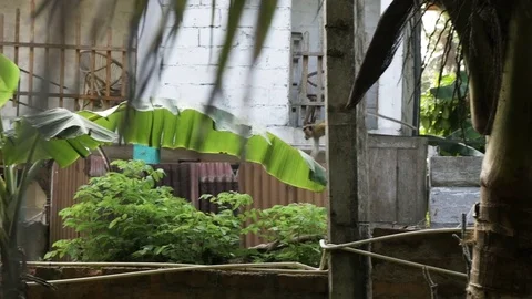 Monkey walking on surrounding wall Stock Footage 71564972