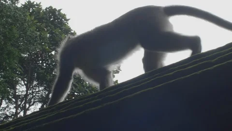 Monkey walking in temple - bali - uhd 4k 10bit 스톡 동영상 115837464