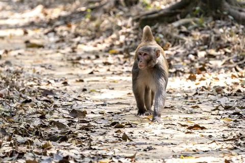 Monkey Walking Through Leafy Forest Floor in Natural Habitat Stock Photos