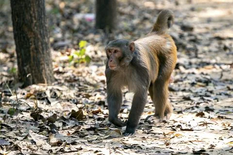 Monkey Walking Through Leafy Forest Floor in Natural Habitat Stock Photos