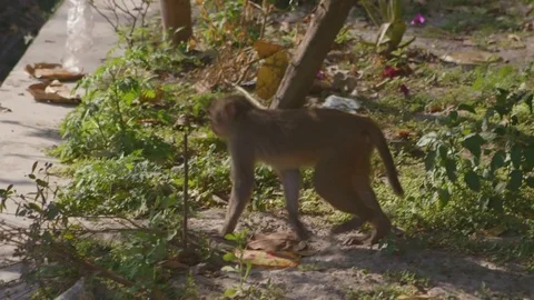 Monkey walking through the plants Stock Footage 77452057