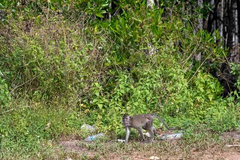 Monkey walking through vegetation in Khlong Muang Fotos de archivo