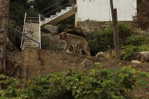 Monkey walking on a wall Foto stock