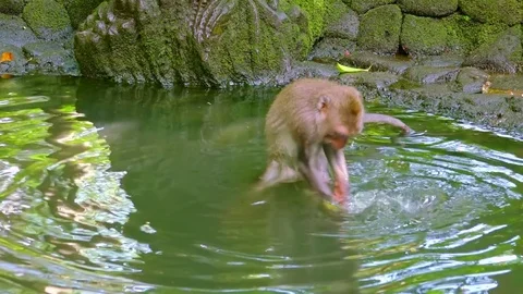 Monkey walking in water and playing with green leaf. Funny animal fooling around Stock Footage 72931522