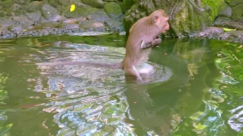 watery Monkey