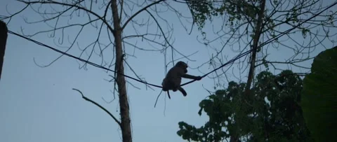 Monkey walking on wires Stock Footage 233400047