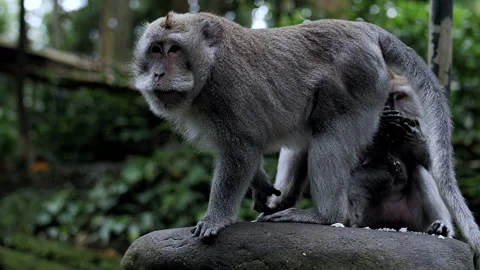 Monkey walking in the woods Stock Footage 229797075