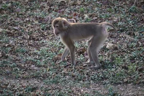 Monkey Walking in Zoo A young monkey walking on leafy ground inside a zoo Stock Photos