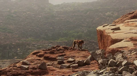 A monkey walks above a cliff, in front of rivers, hills and boulders. Stock Footage 37965631