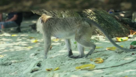 A monkey walks on the beach sand and peeks at tourists. Stock Footage 312839072