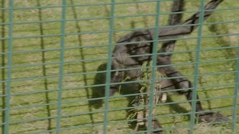 A monkey walks behind green bars in a grassy enclosure Stock Footage 285133458