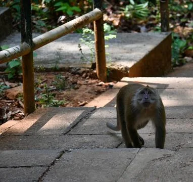 Monkey walks on a path in a forested area near stairs during daytime. Langk.. Stock Photos