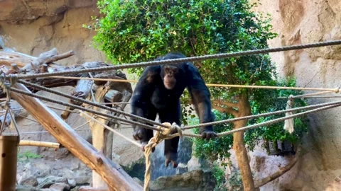 A monkey walks on ropes at the zoo. Stock Footage 276686884