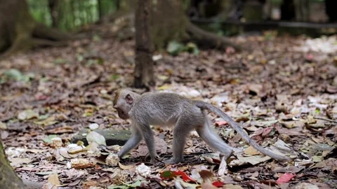 Monkey walks through the forest Stock Footage 229797098