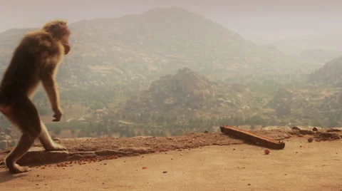 A monkey walks on two legs, on a misty hilltop. Stock Footage 37966204