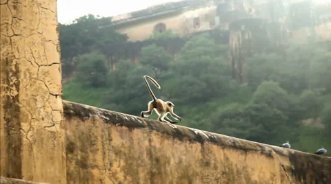 Monkey on a wall Stockbeeldmateriaal 36626258