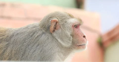 Monkey on the wall Stock Footage 159932652