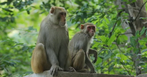 Monkey on the wall Stock Footage 167556208