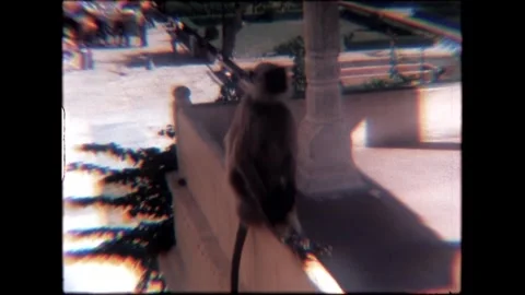 Monkey on Wall Stock Footage 276292917