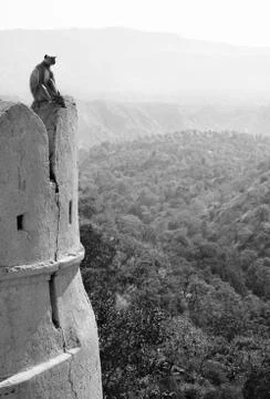 Monkey on the wall Stock Photos