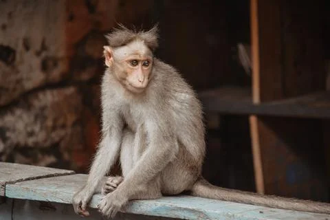 Monkey On The Wall Stock Photos