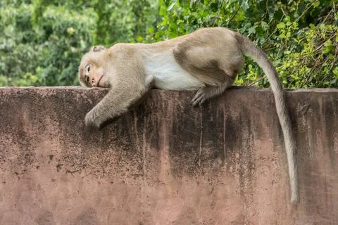 Monkey on the wall Stock Photos