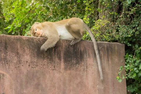 Monkey on the wall Stock Photos